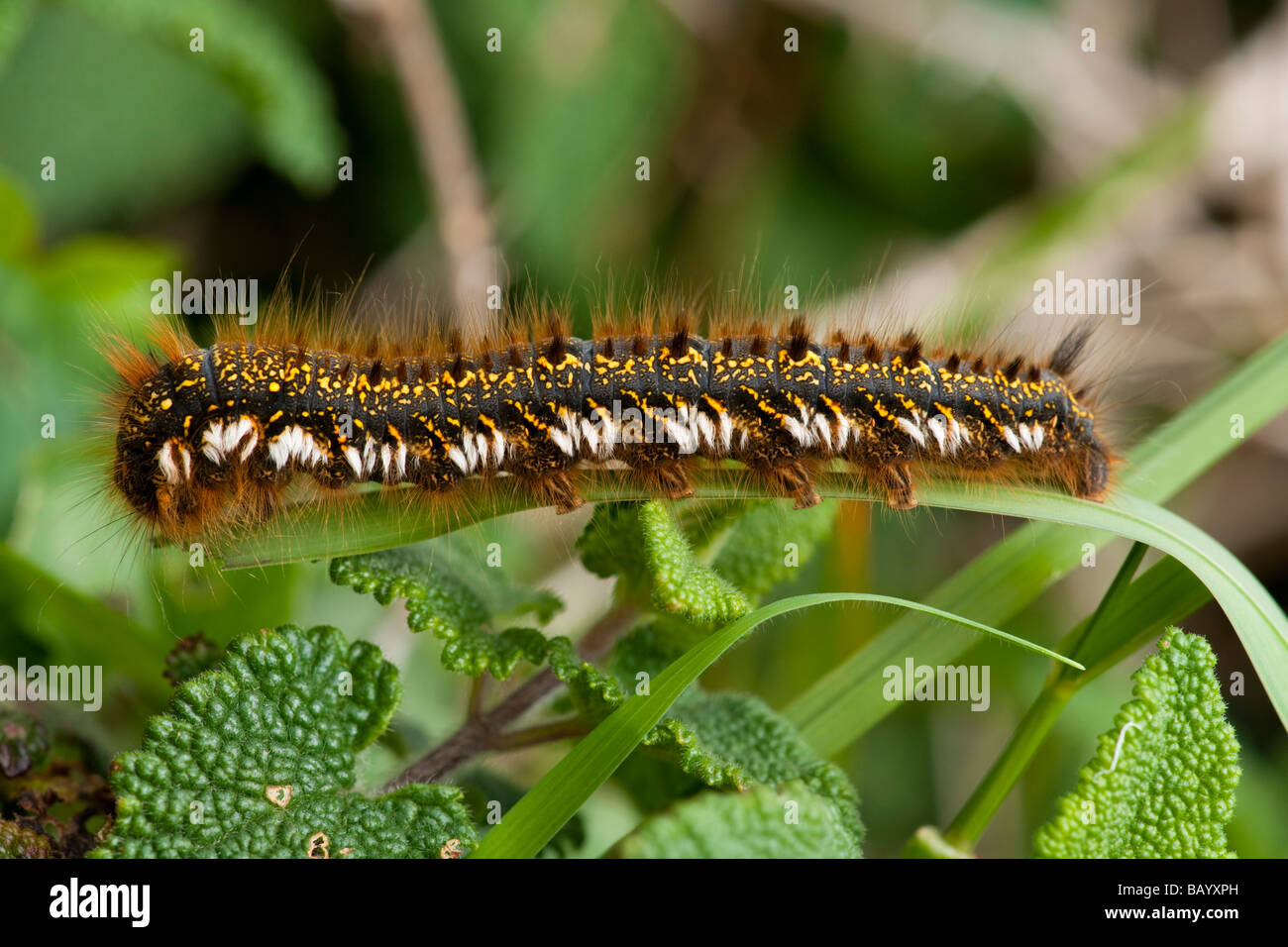 Large brown caterpillar Stock Photo