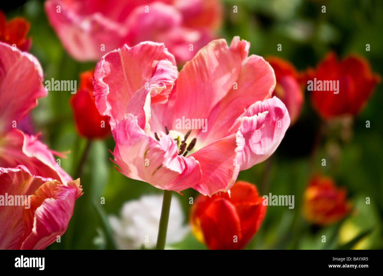 Close up of Tulipa Salmon Parrot a pink parrot tulip variety Stock Photo