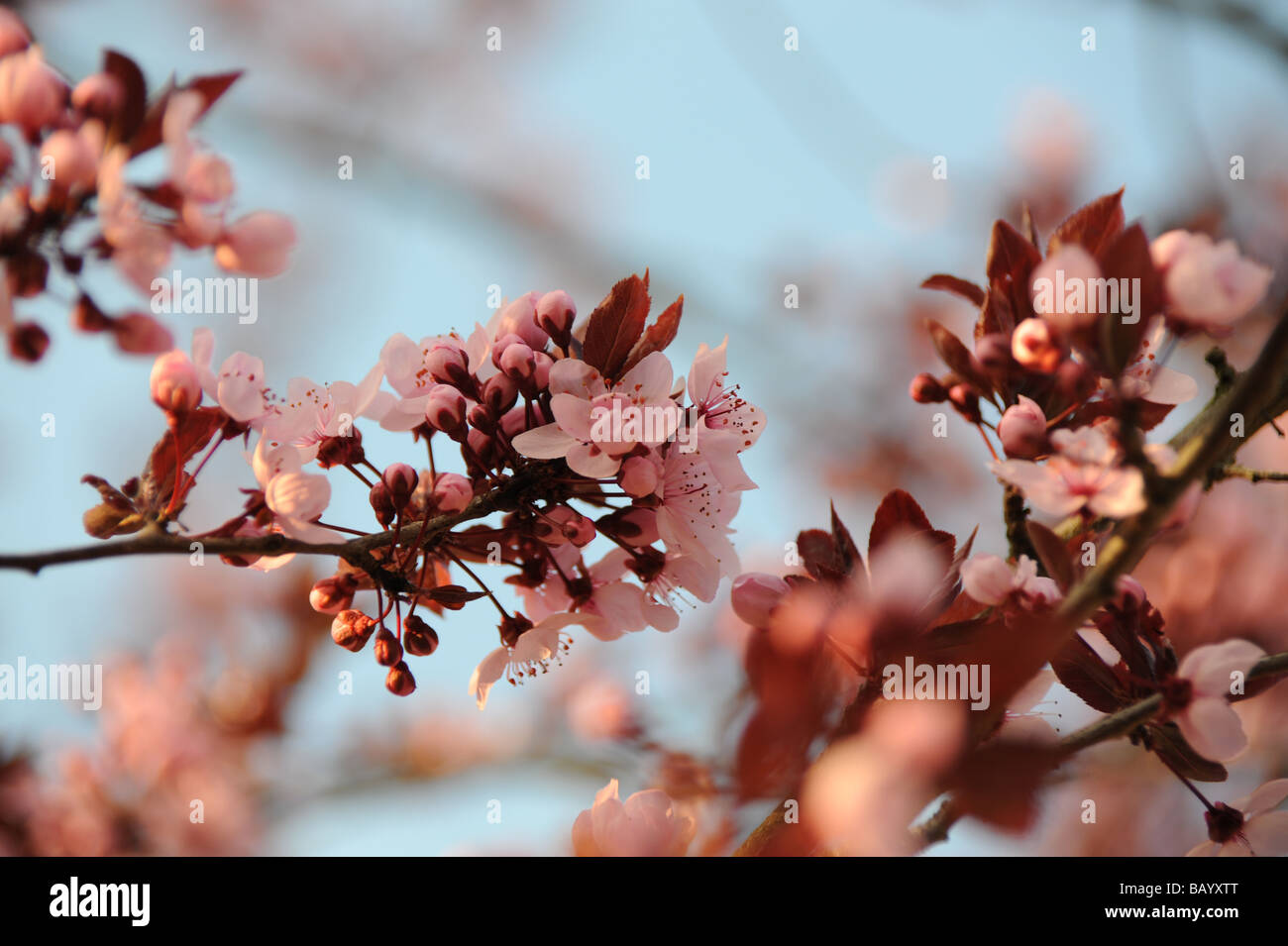 Blossoms of a cherrytree Stock Photo