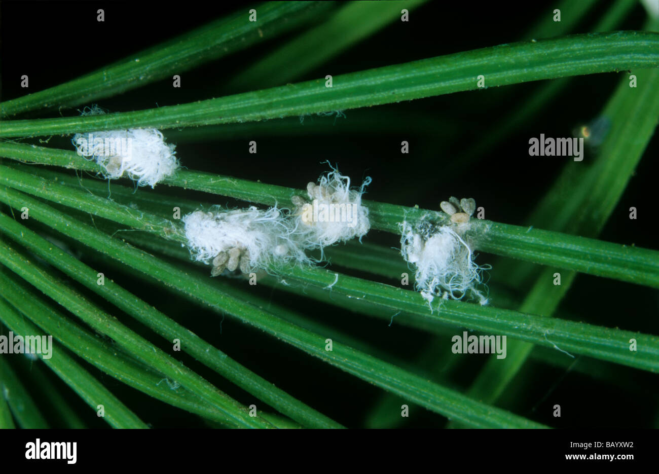 Larch adelgids Adelges laricis waxy masses on larch needles Stock Photo