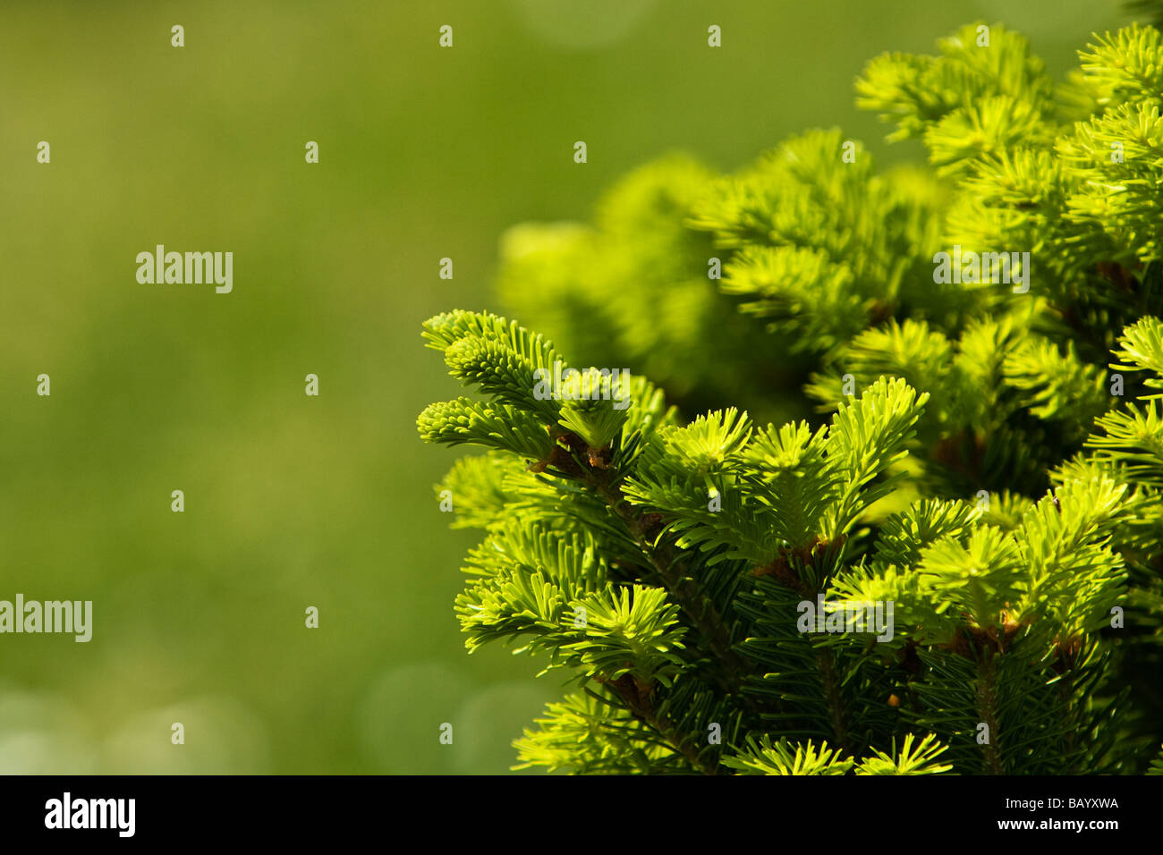 pine branch Stock Photo