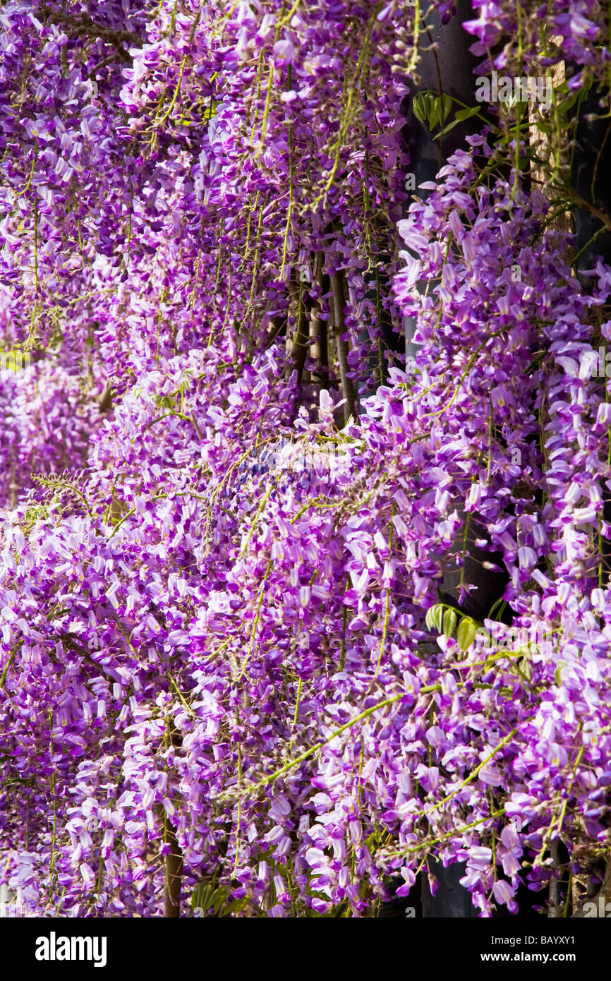 Close up of purple flowering Chinese wisteria sinensis Stock Photo Alamy