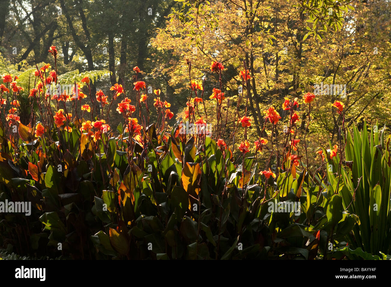 Canna flowers in Fitzroy Gardens Melbourne Victoria Australia Stock