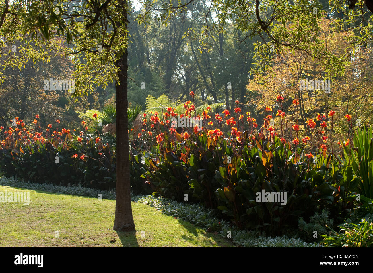 Canna flowers in Fitzroy Gardens Melbourne Victoria Australia Stock