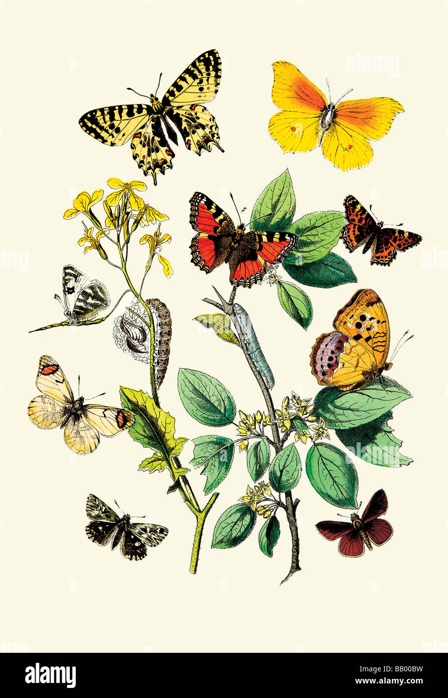 Butterflies: E. Belemia,E. Tagis,et al. Stock Photo