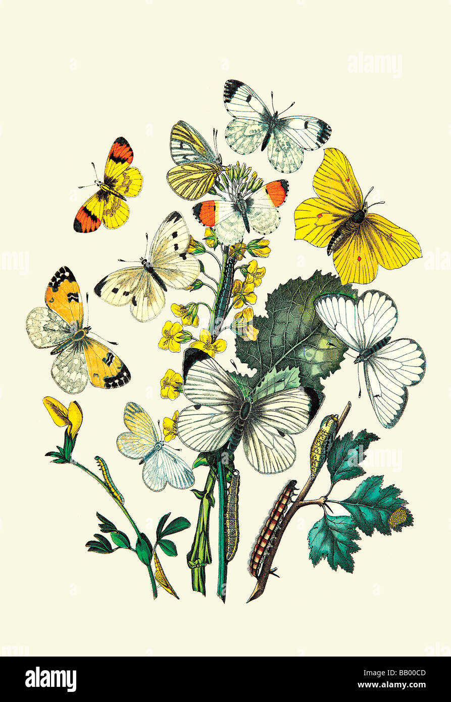 Butterflies: P. Daplidice,P. Napi,et al. Stock Photo