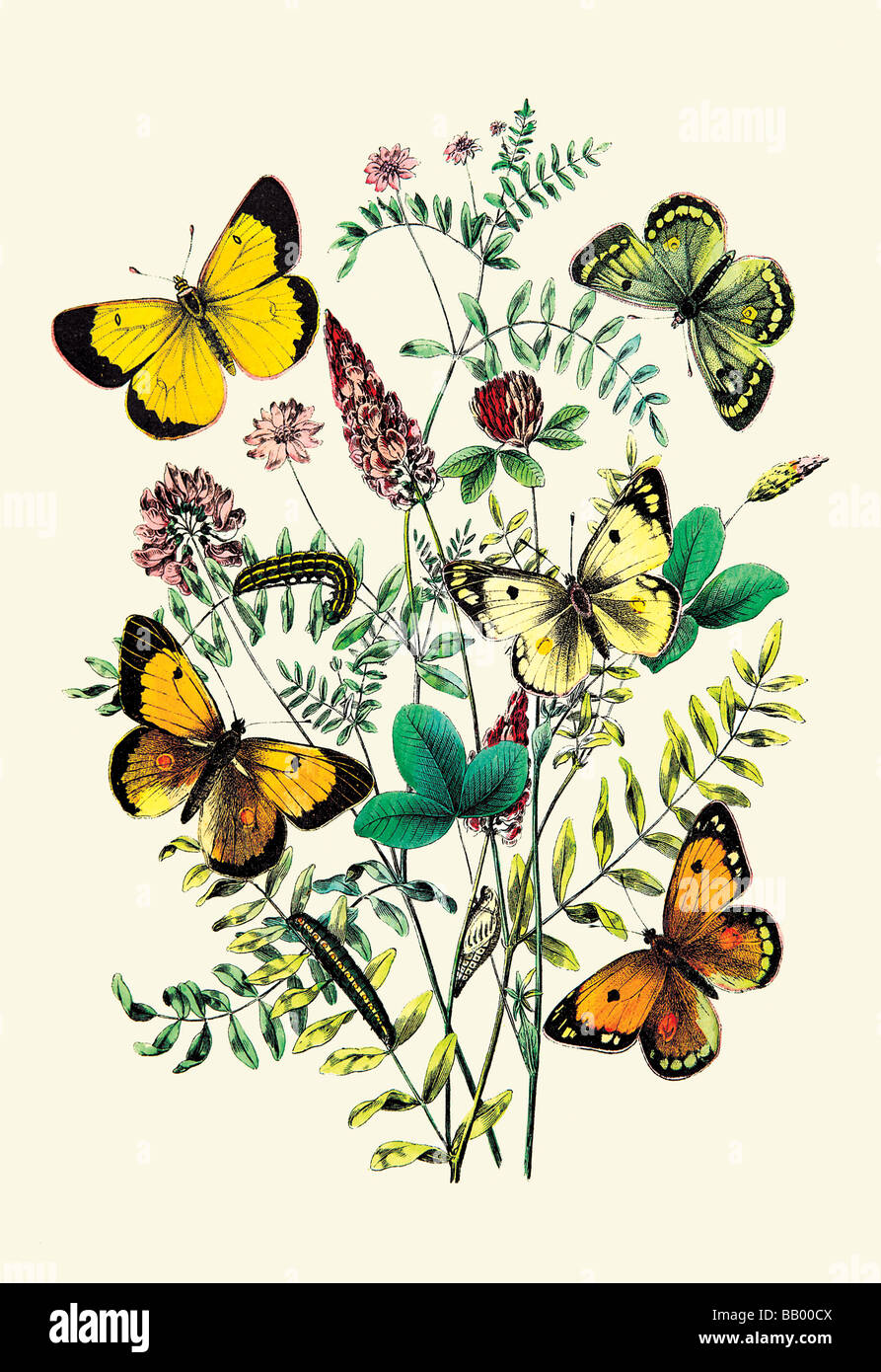 Butterflies: C. Palaeno,C. Phicomene,et al. Stock Photo