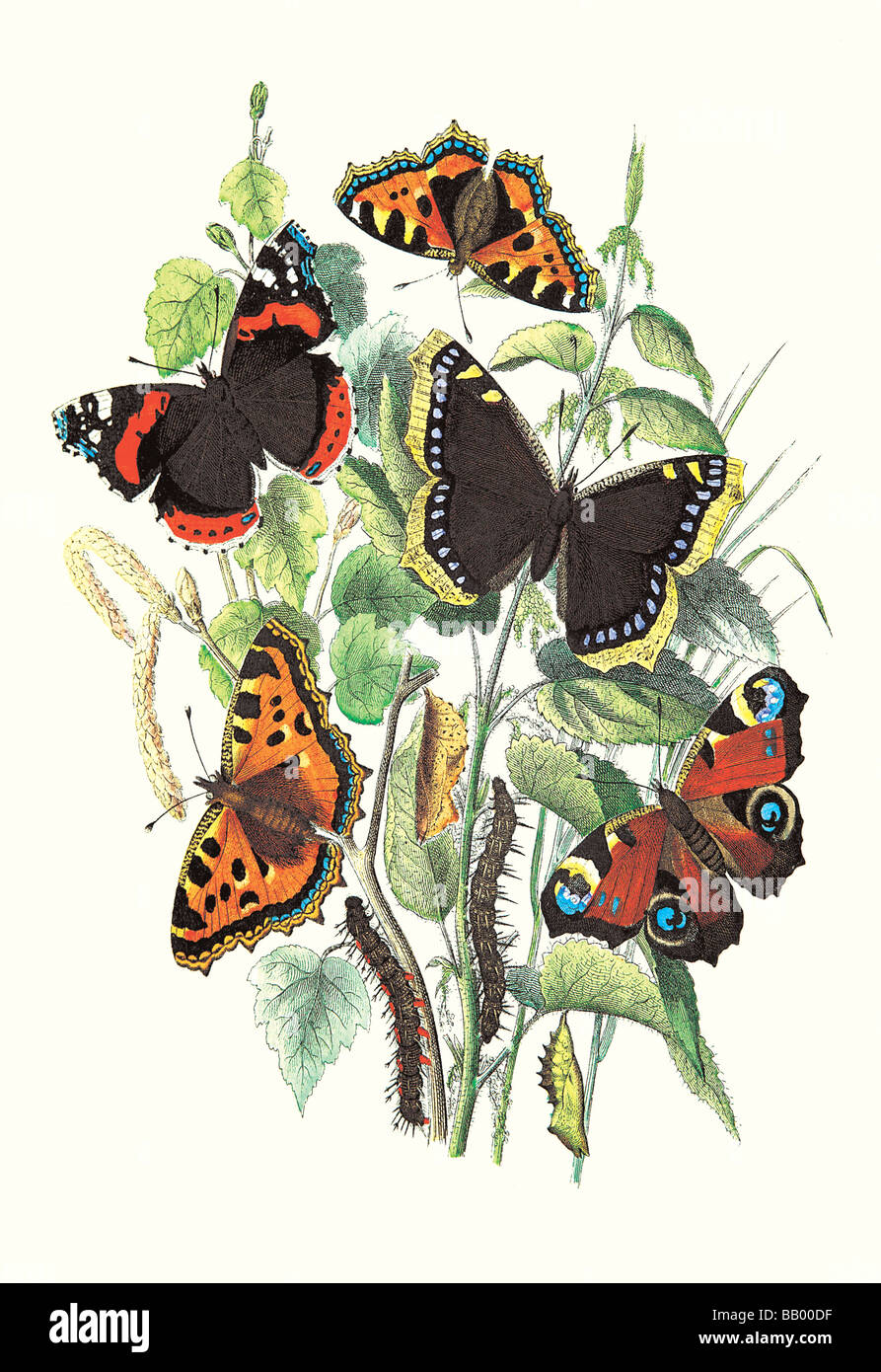 Butterflies: V. Atalanta,V. Antiopa,et al. Stock Photo