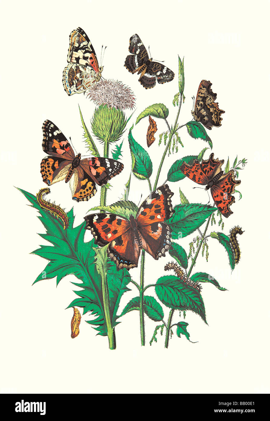 Butterflies: V. Xanthomelas,V. Prorsa,et al. Stock Photo