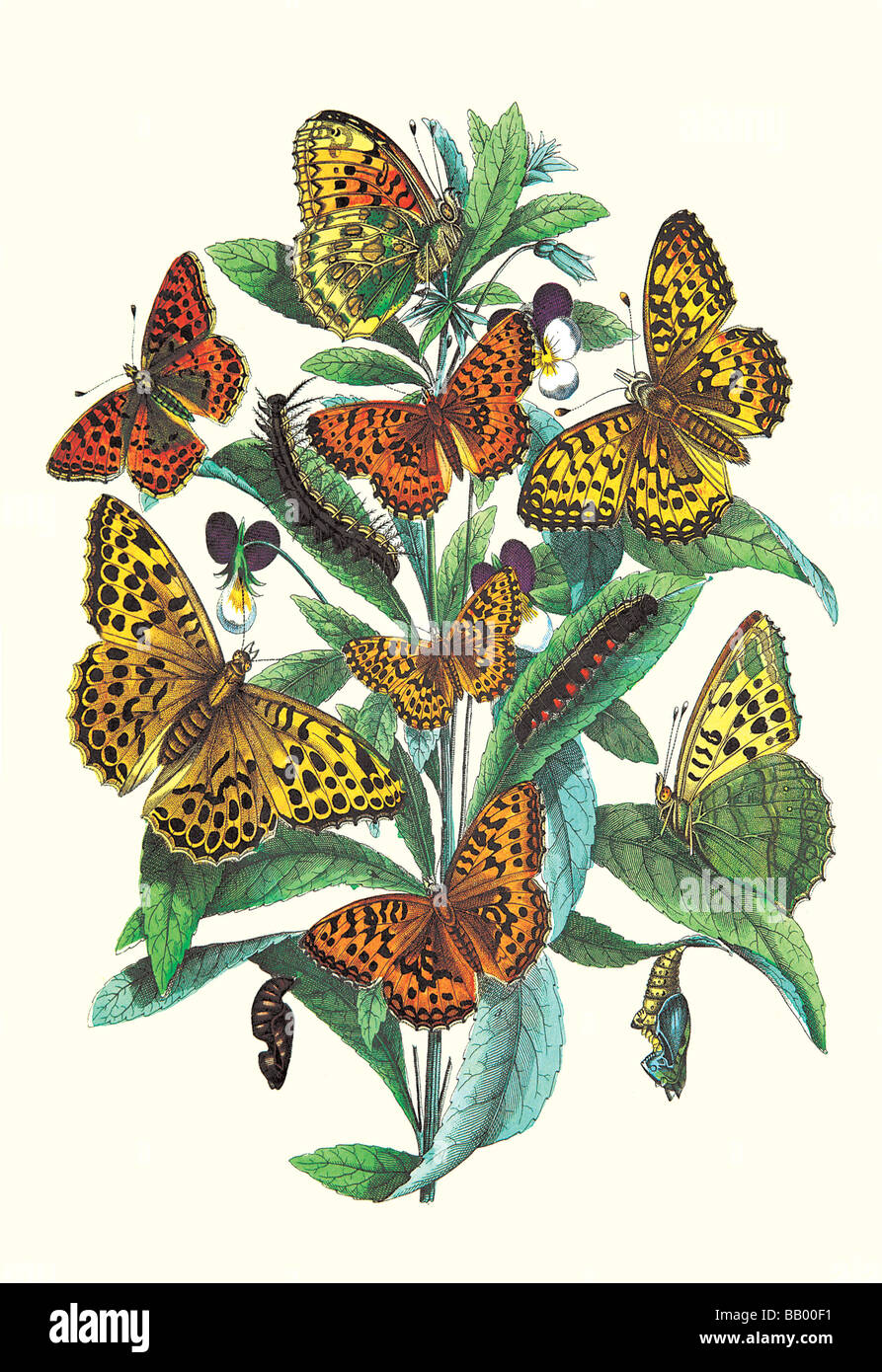 Butterflies: A. Dia,A. Lathonia,et al. Stock Photo