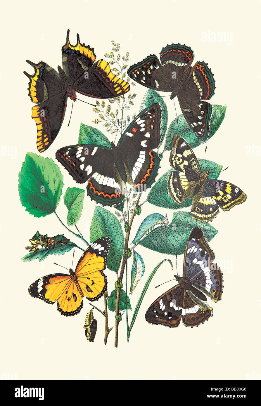 Butterflies: L. Populi,A. Iris,et al. Stock Photo