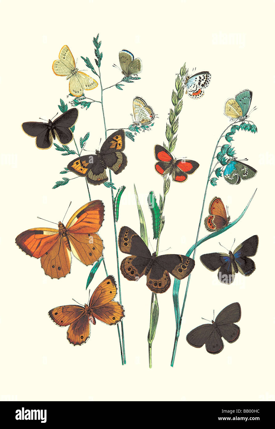 Butterflies: L. Roboris,P. Orion,et al. Stock Photo