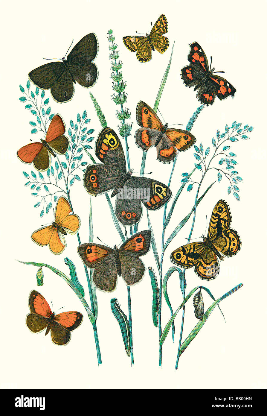 Butterflies: E. Hyperanthus,N. Lucina,et al. Stock Photo