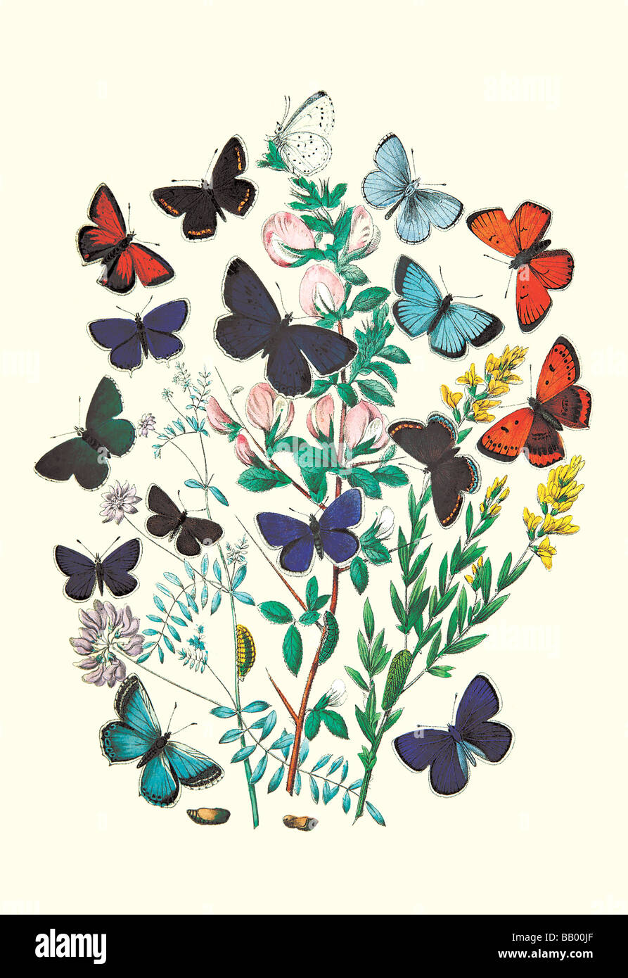 Butterflies: P. Euphemus,P. Cyllarus,et al. Stock Photo