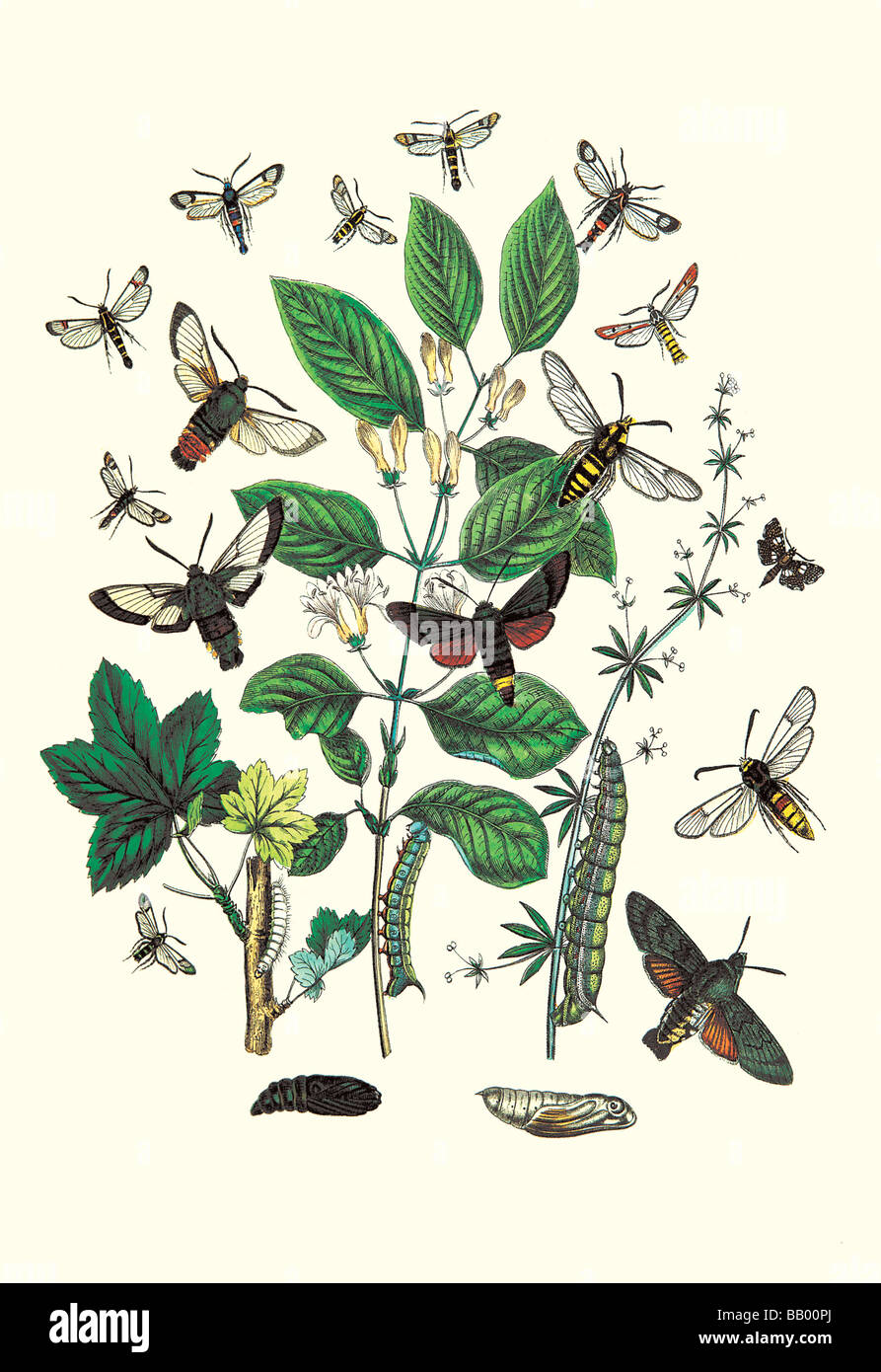 Moths: M. Stellatarum,M. Croatica,et al. Stock Photo