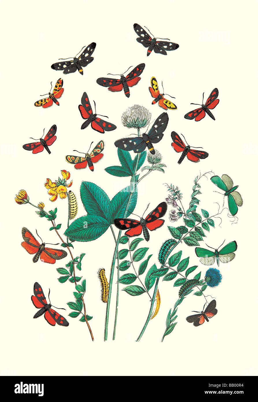 Moths: A. Infausta,I. Globularioe,et al. Stock Photo