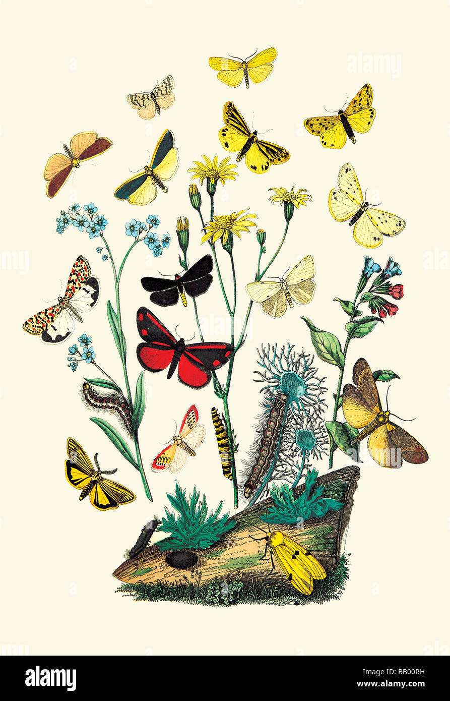 Moths: C. Miniata,S. Aurita,et al. Stock Photo