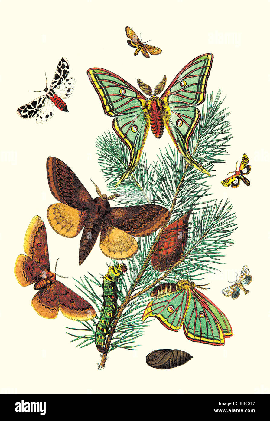 Moths: E. Pudica,E. Pantheria,S. Caecigena,L. Lineosa Stock Photo