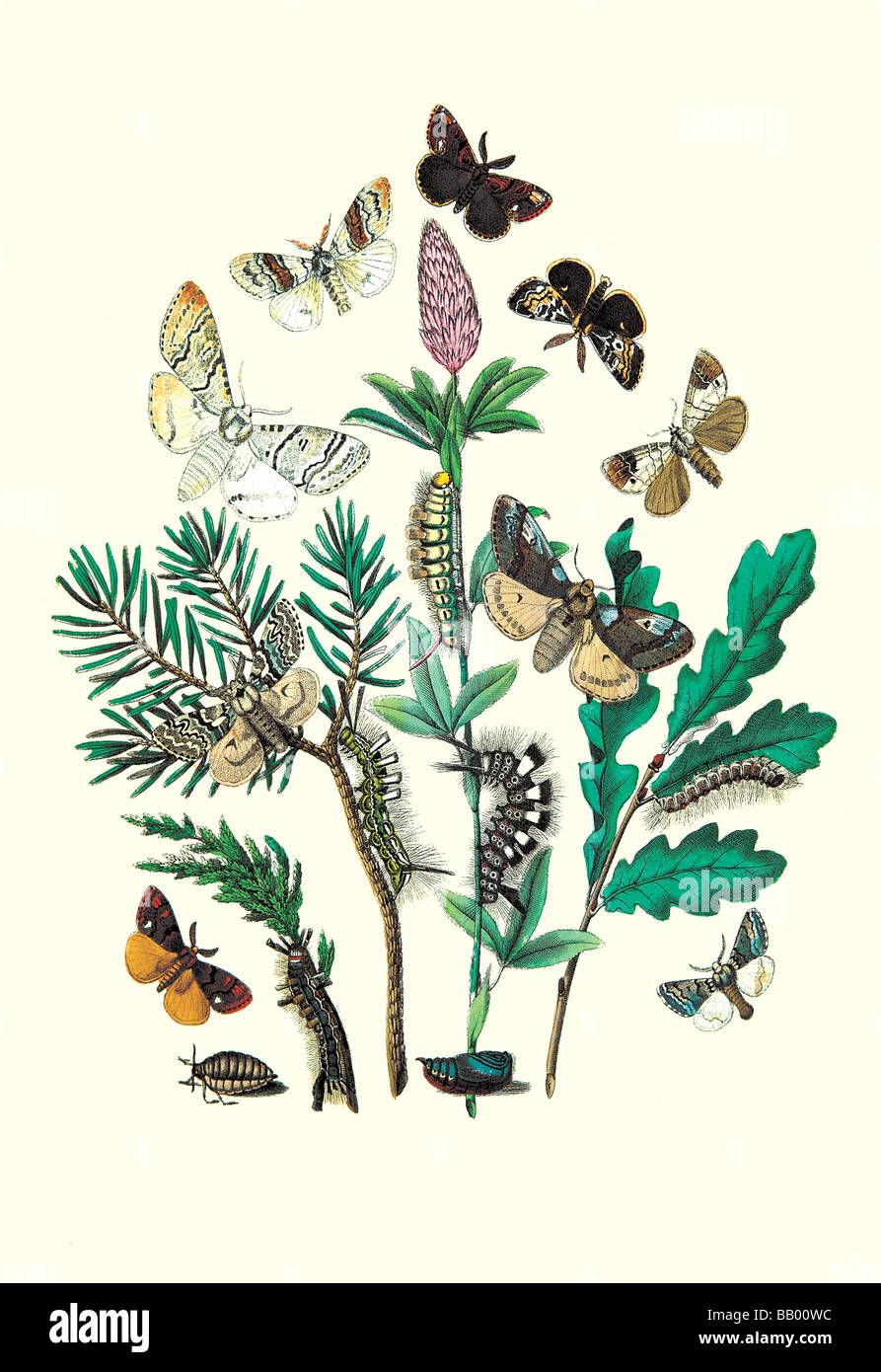 Moths: O. Gonostigma,D. Pudibunda,et al. Stock Photo