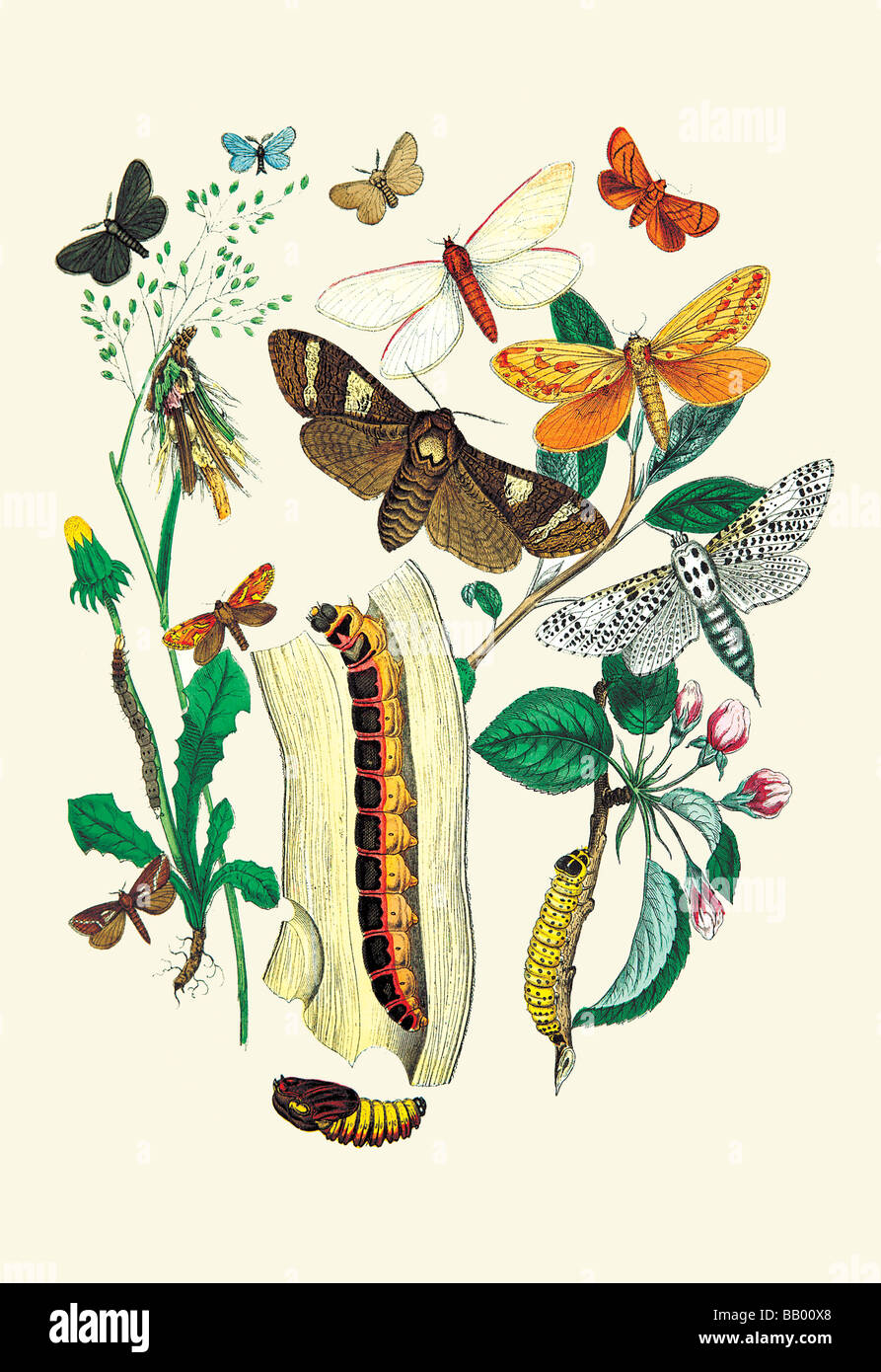 Moths: C. Ligniperda,Z. Aesculi,et al. Stock Photo