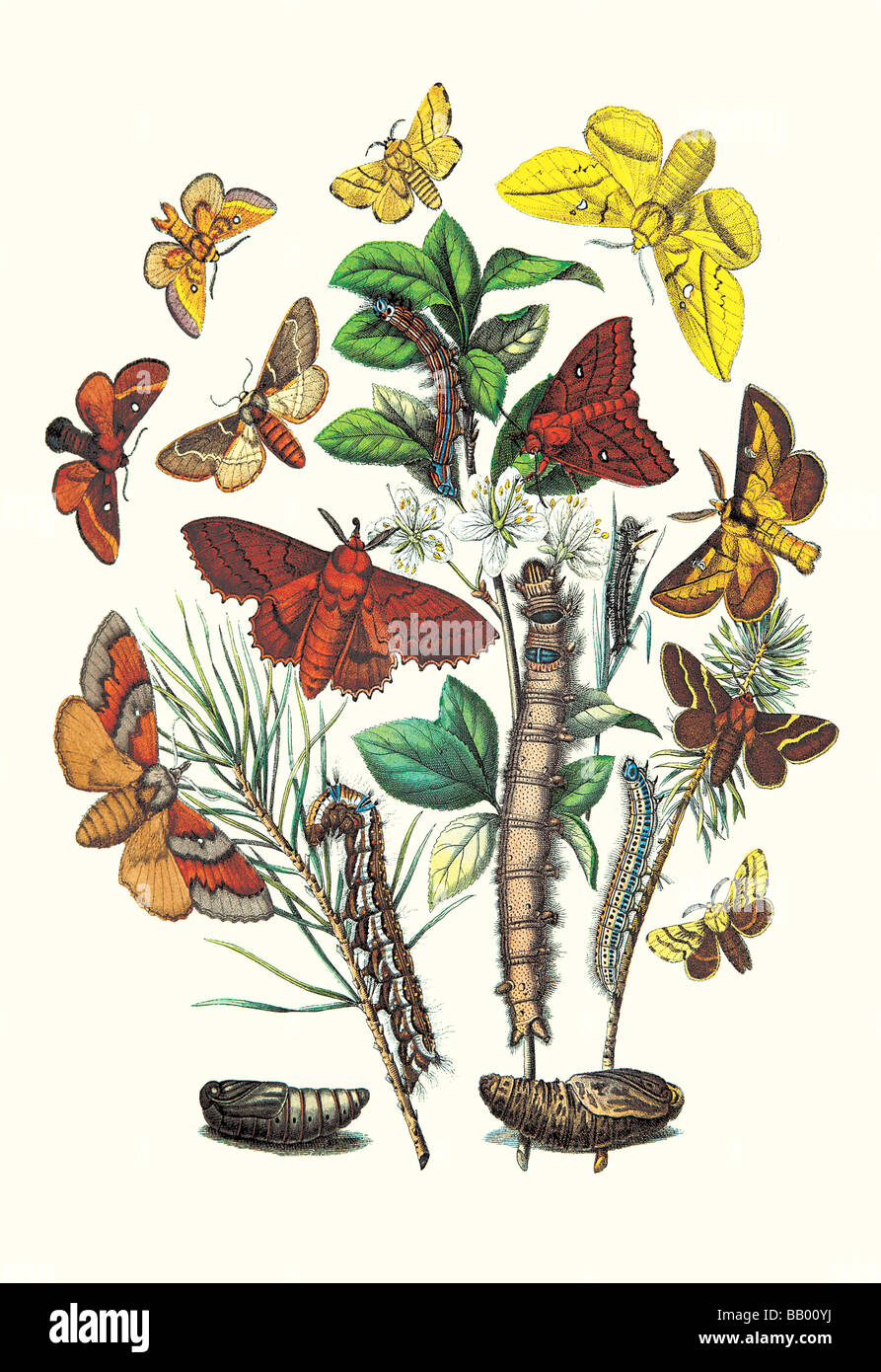 Moths: G. Quercifolia,L. Potatoria,et al. Stock Photo