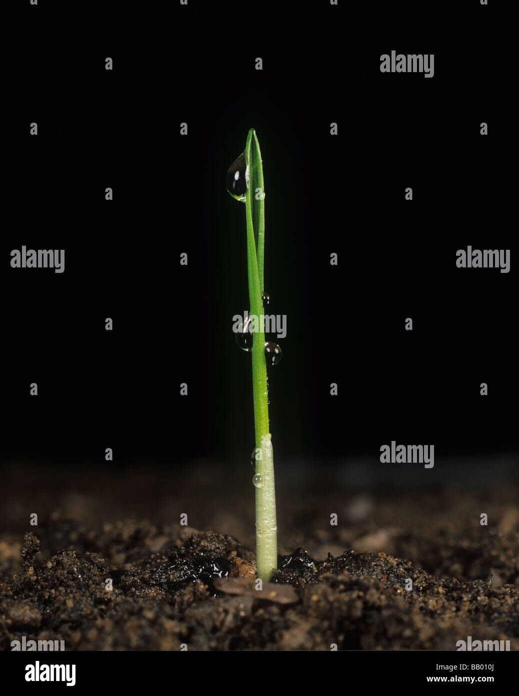 Single shoot of wheat seedling just emerged from the soil and exudation droplets Stock Photo