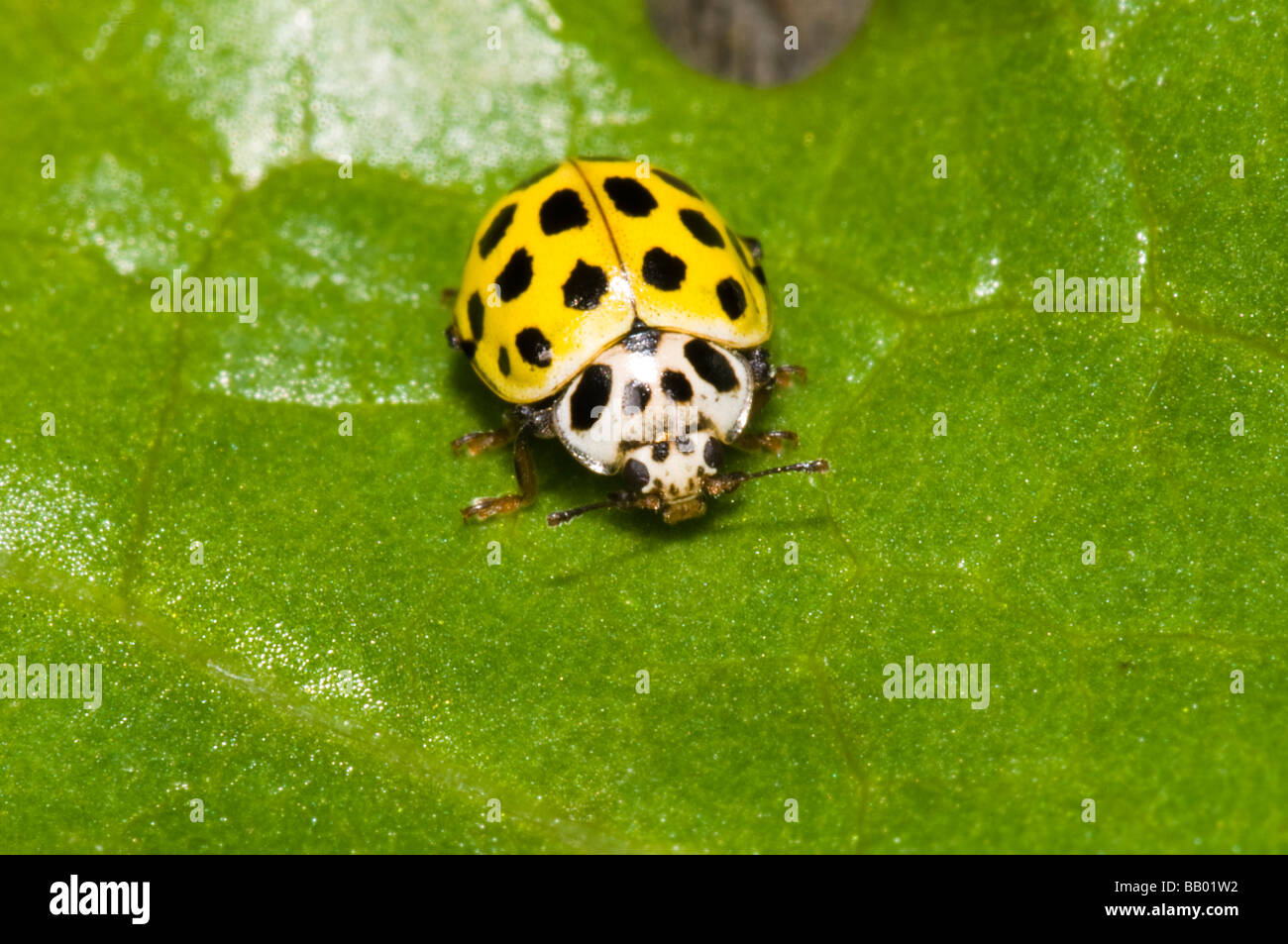 22 spot psyllobora hi-res stock photography and images - Alamy