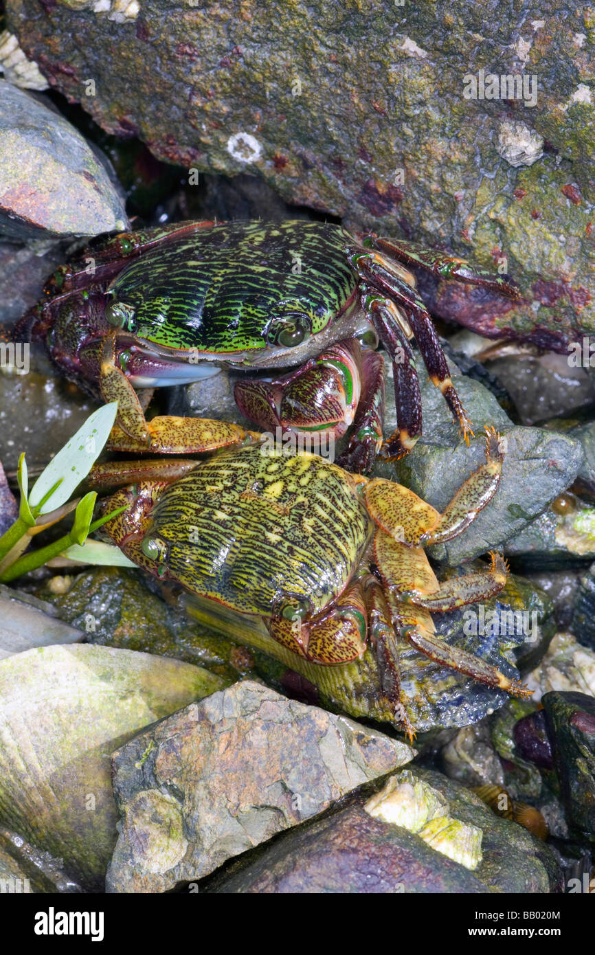 Shoreline Crabs (Pachygrapsus crassipes) in Hayward Shoreline Salt Marsh, California Stock Photo