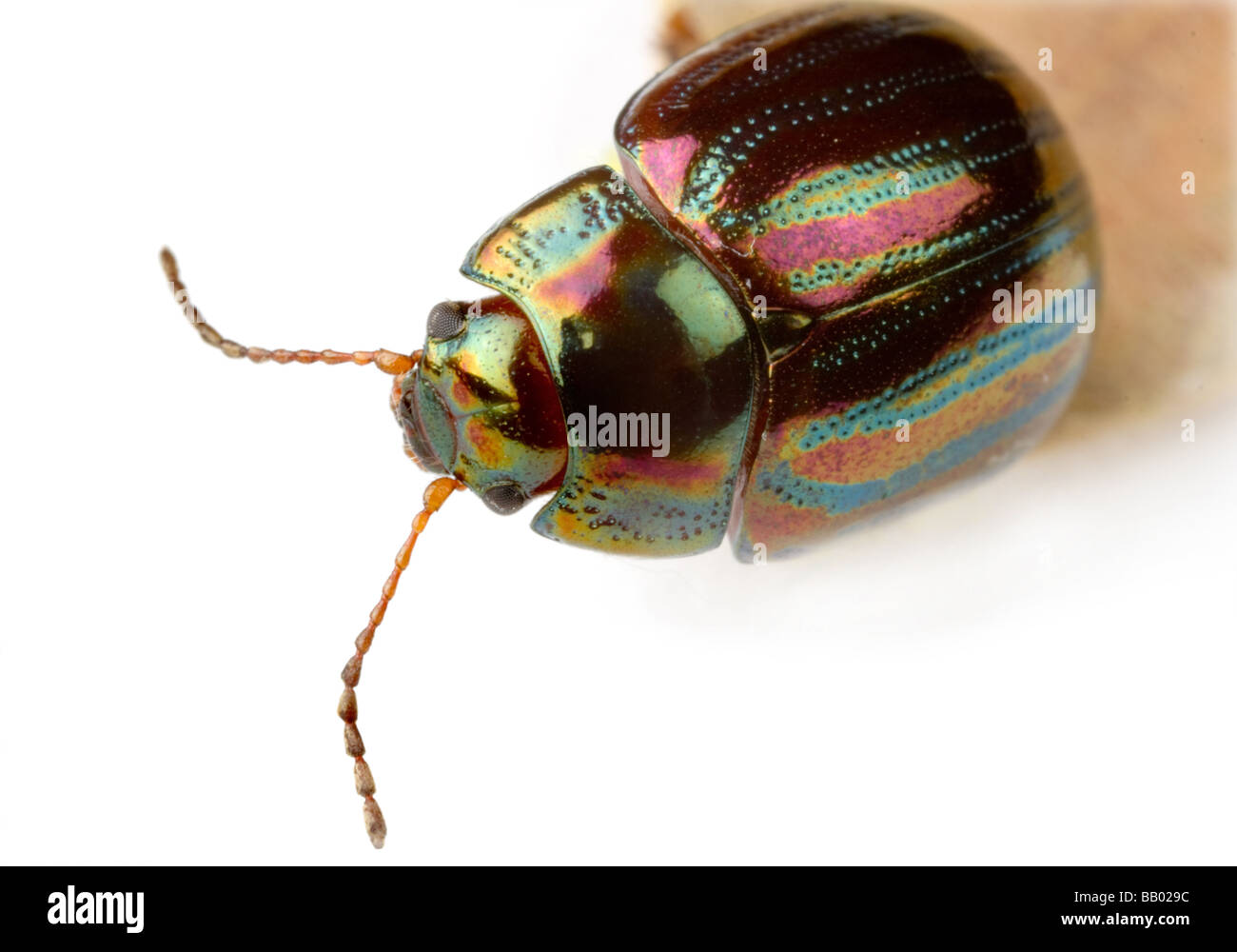 Extreme macro of a beautiful iridescent bug insect Stock Photo - Alamy