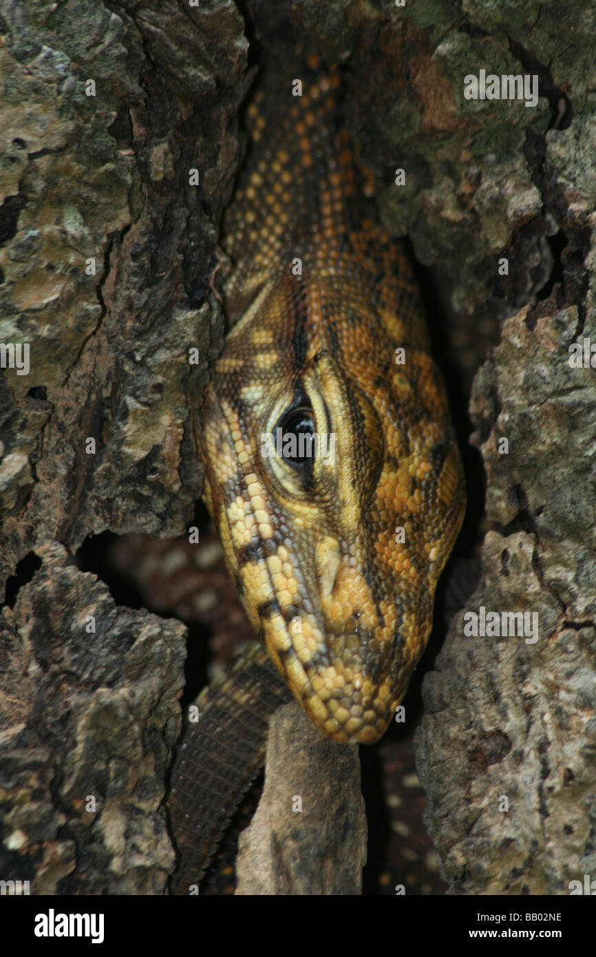 Monitor Lizard, Thailand Stock Photo Alamy