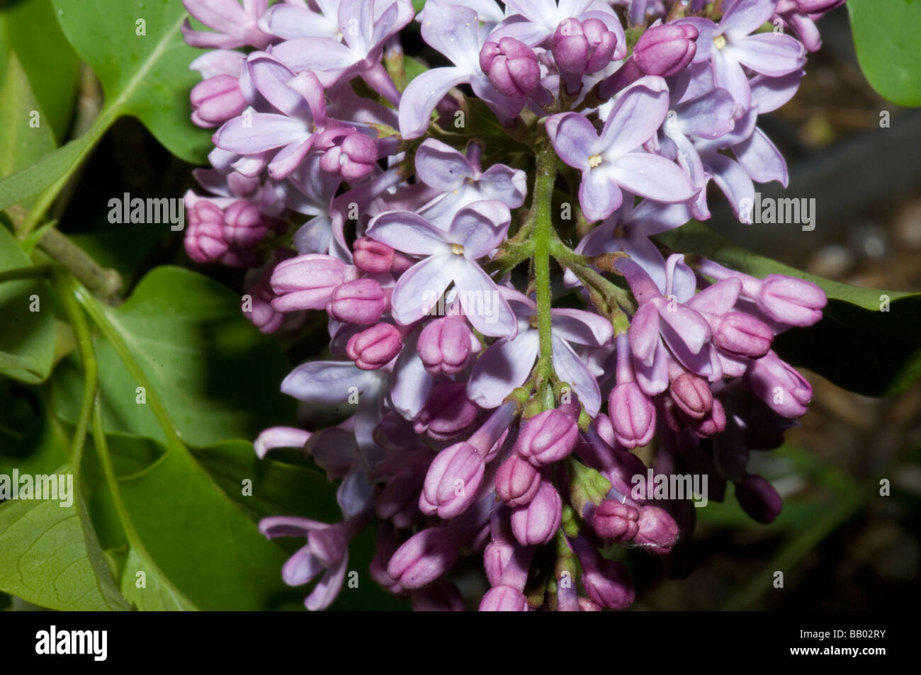 Common Lilac Syringa vulgaris Normandy France Stock Photo