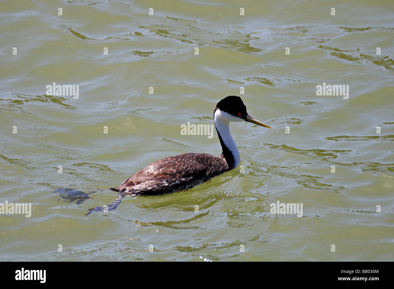 A Western Grebe bird  (Aechmophorus occidentalis)  seen here on the water Stock Photo