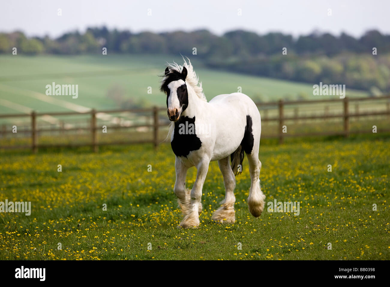 Horses rescued by the RSPCA at the Rest for Horses charity farm in Buckinghamshire, England running in a buttercup field Stock Photo