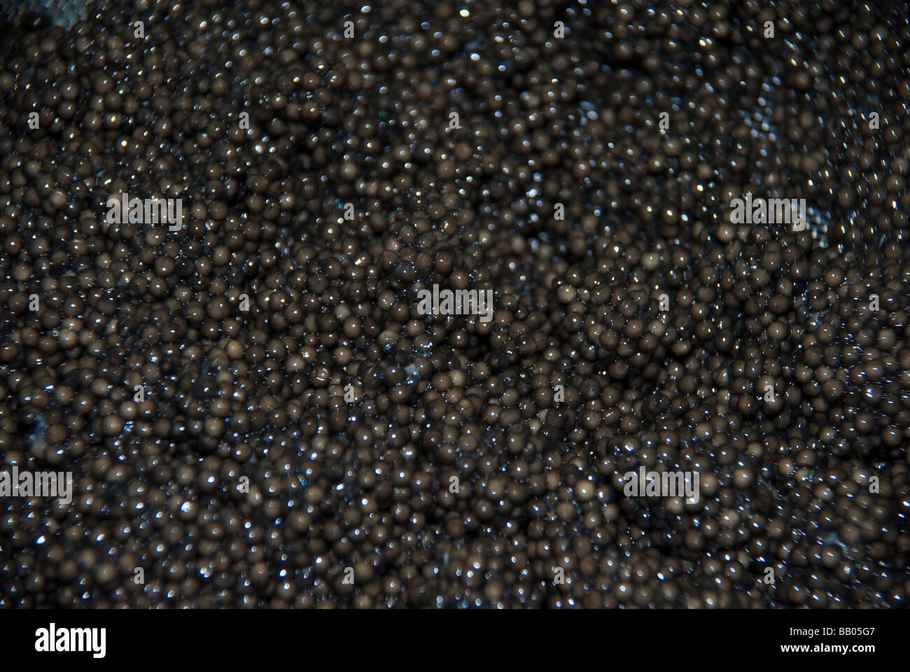 Caviar Production at sturgeon breeding farm Caviar Creator Demmin Mecklenburg Vorpommern Germany