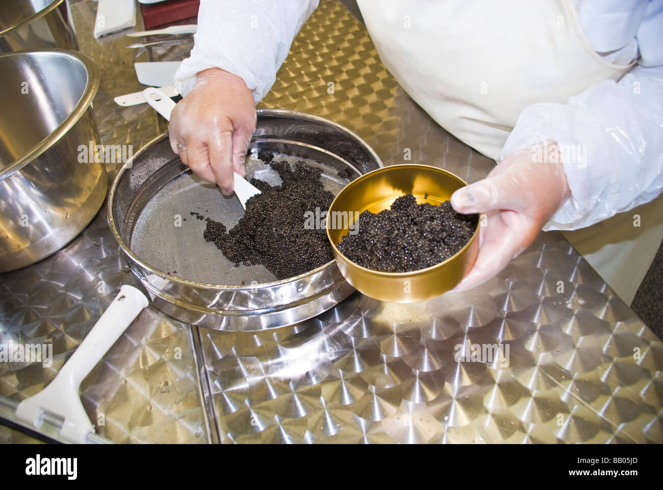 Caviar Production at sturgeon breeding farm Caviar Creator Demmin Mecklenburg Vorpommern Germany