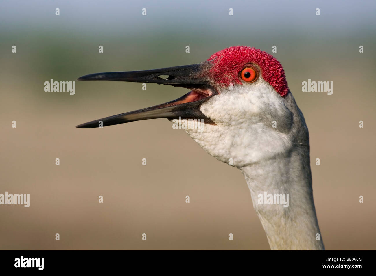 A facial close up of an adult Sandhill Crane calling Stock Photo Alamy