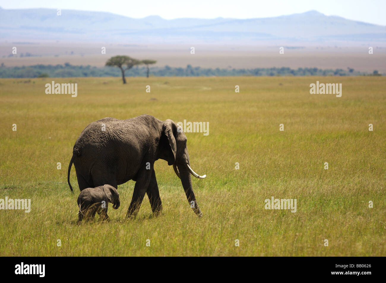 Elephant calf masai mara kenya hi-res stock photography and images - Alamy