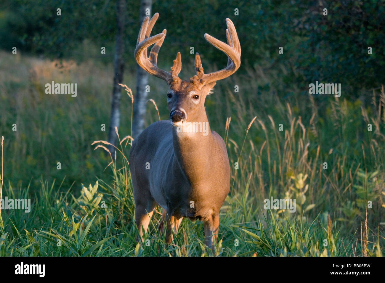 White-tailed buck ion velvet Stock Photo - Alamy