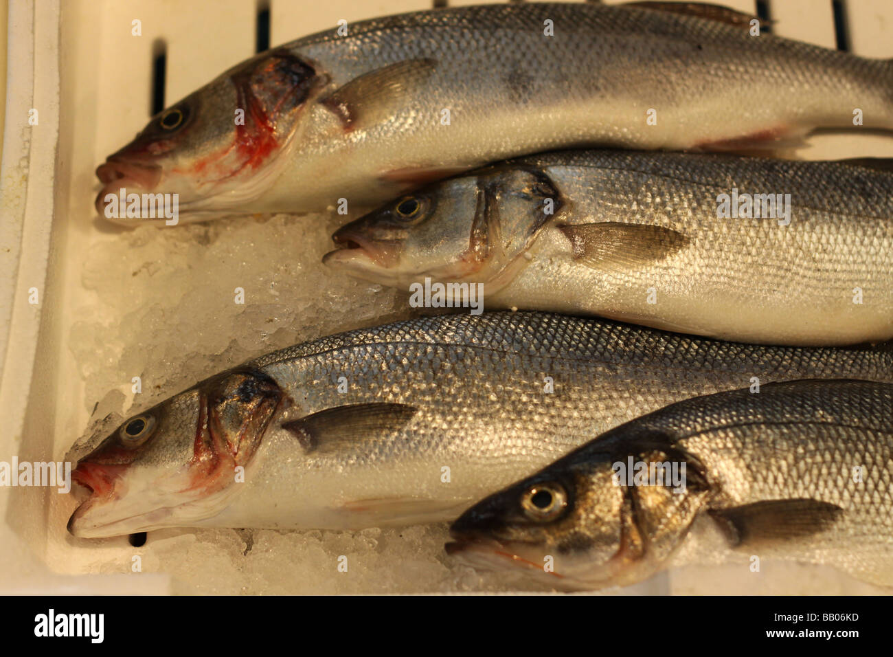 Sea basses at a local market in Rome, Italy. Stock Photo
