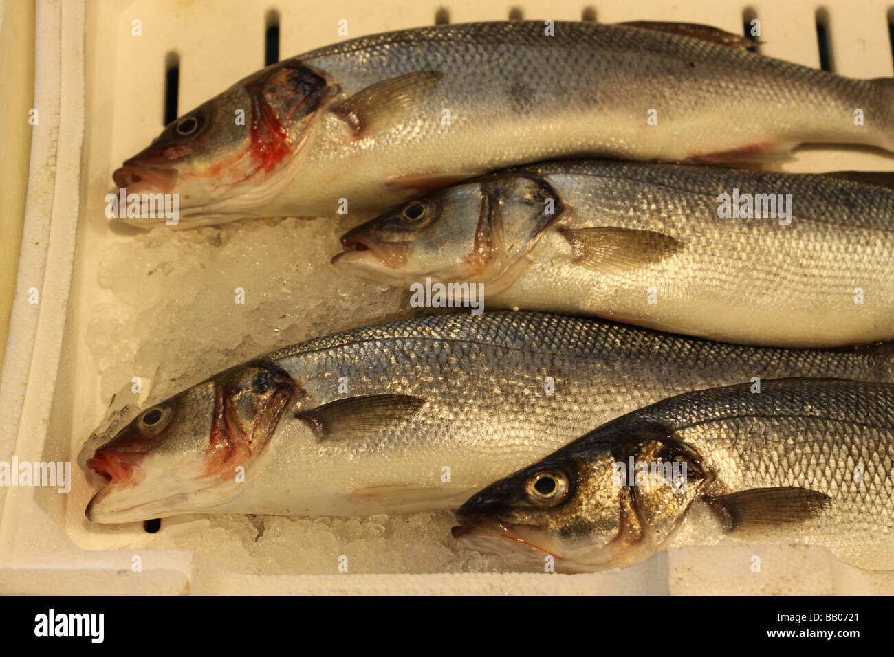Sea basses at a local market in Rome, Italy. Stock Photo