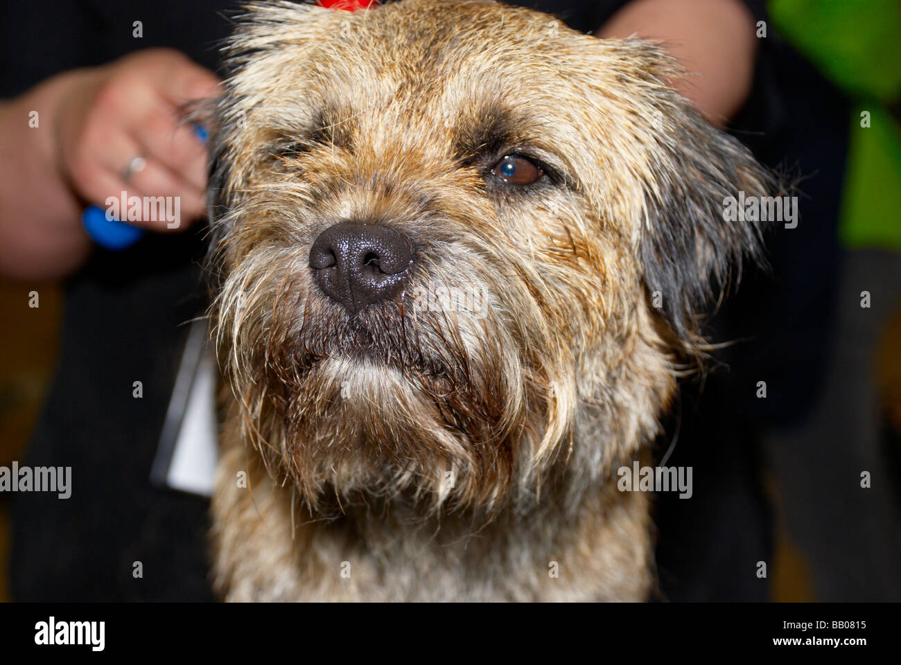 The Premier Groom dog grooming competition at MyPetStop in Tingley