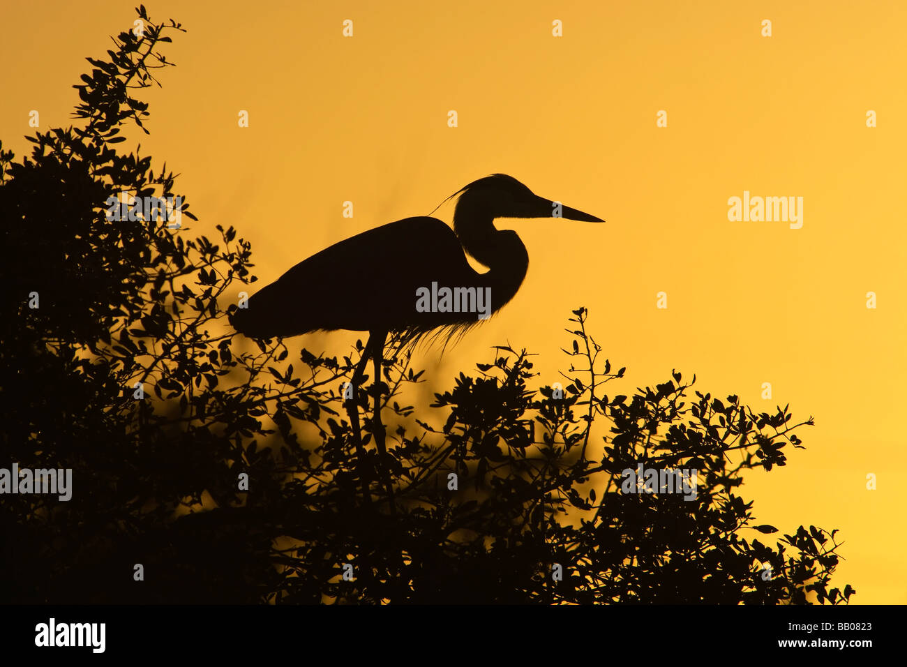 An adult Great Blue Heron at the nest at sunset Stock Photo