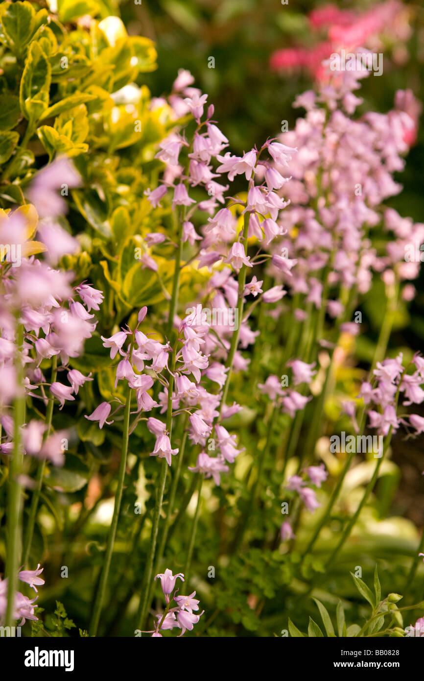 pink flowers in the garden Stock Photo - Alamy
