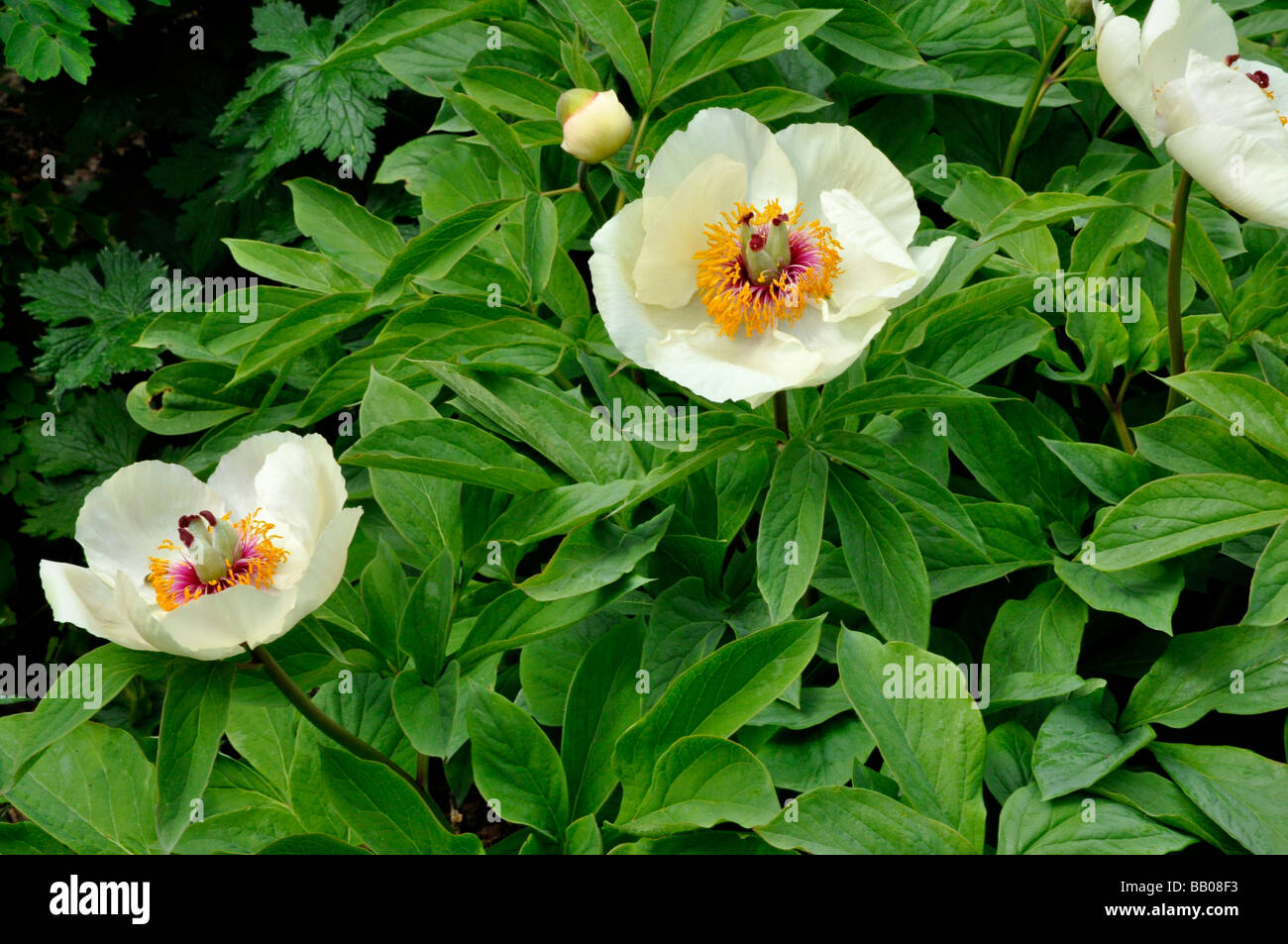 White Peony ( Paeonia wittmanniana ) Stock Photo