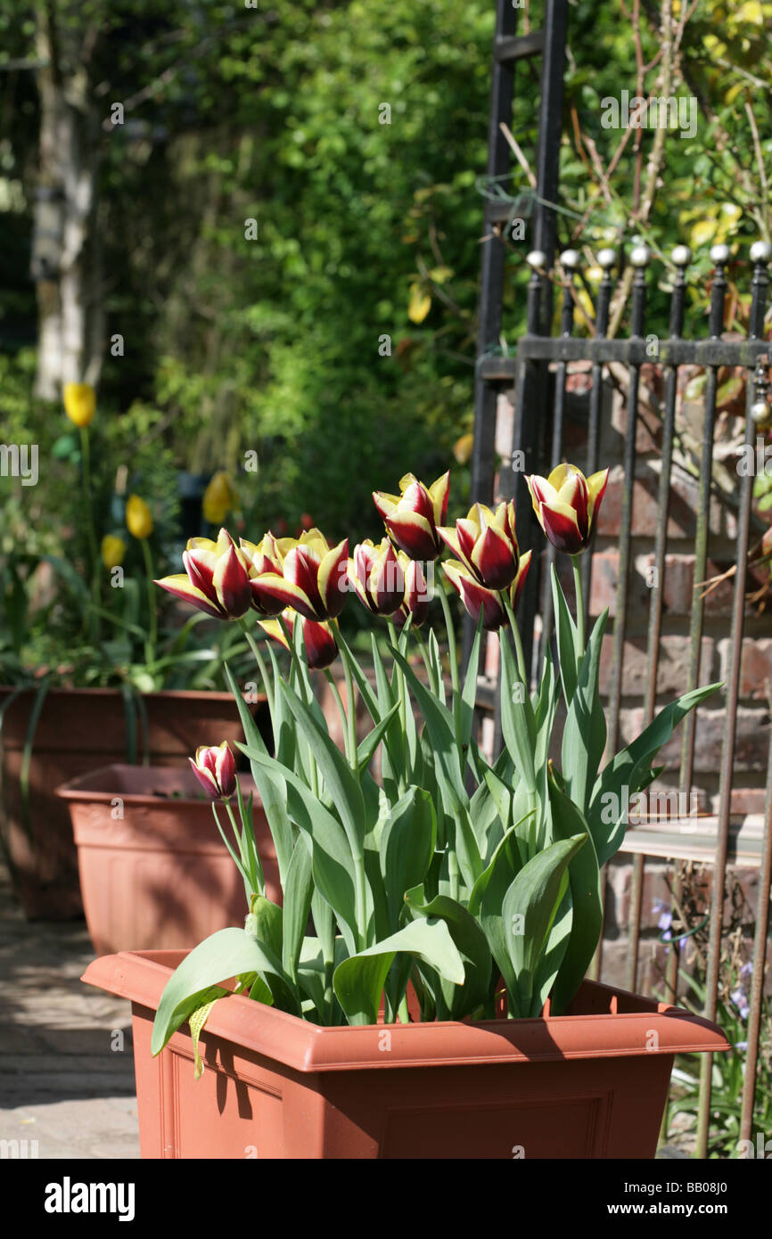 Tulip Variety  Gavota in a Cheshire Garden, England Stock Photo