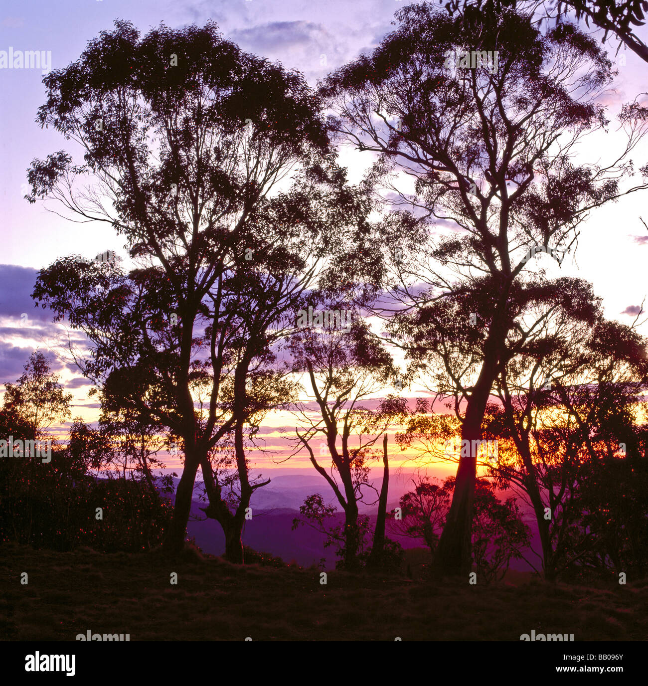 Sunset through Snow Gums Eucalyptus pauciflora Mount Barrington Barrington Tops National Park New South Wales Australia Stock Photo