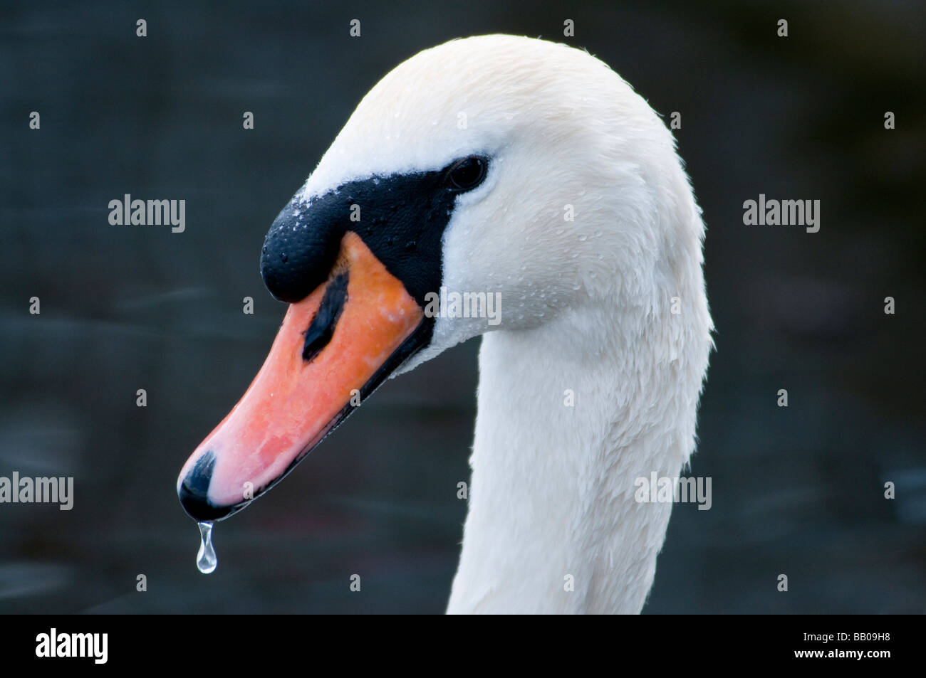 Portrait of a Mute Swan with a small water drop dripping off of the bill The head is seen in profile Stock Photo