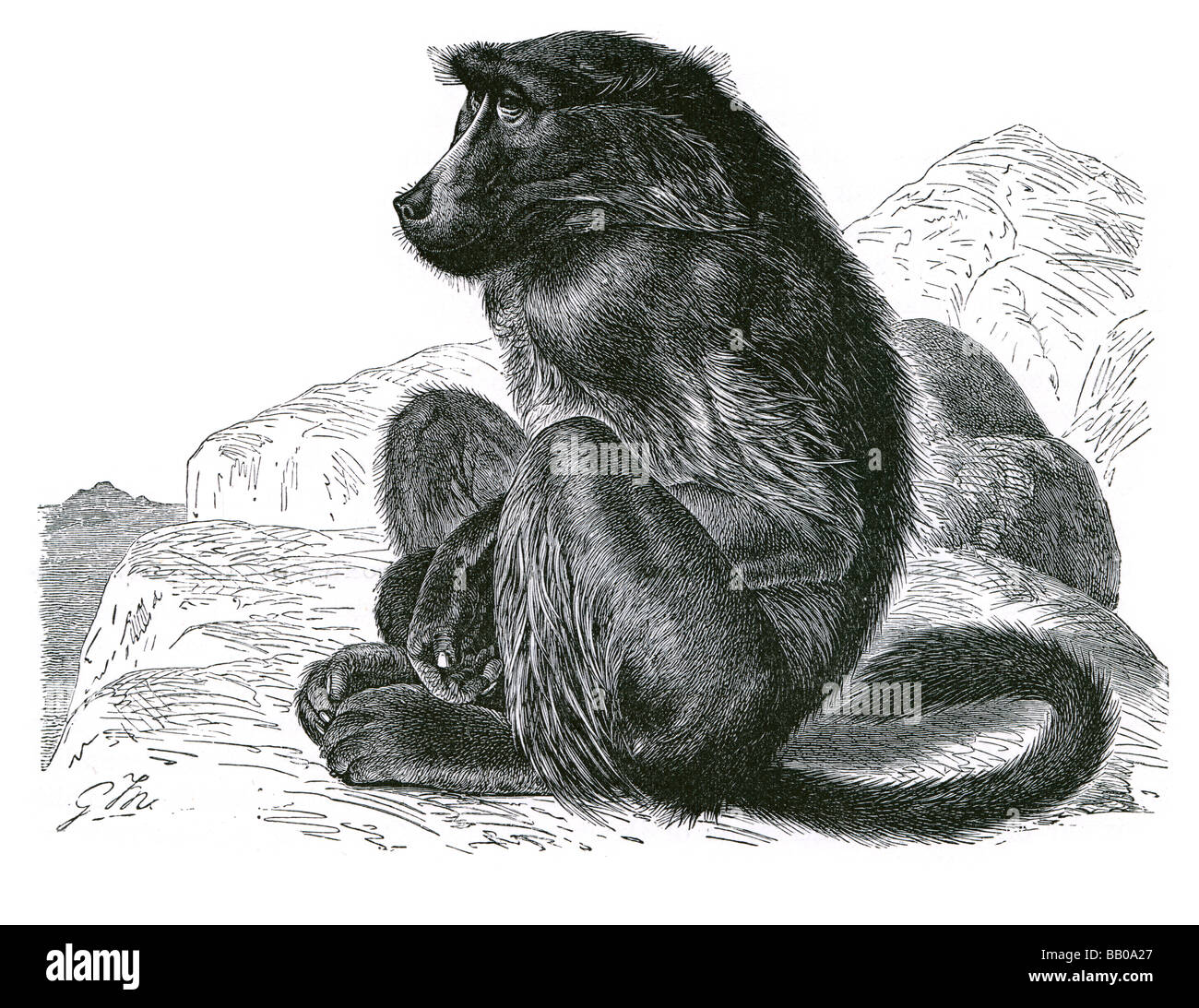 Black and white baboon hi-res stock photography and images - Alamy