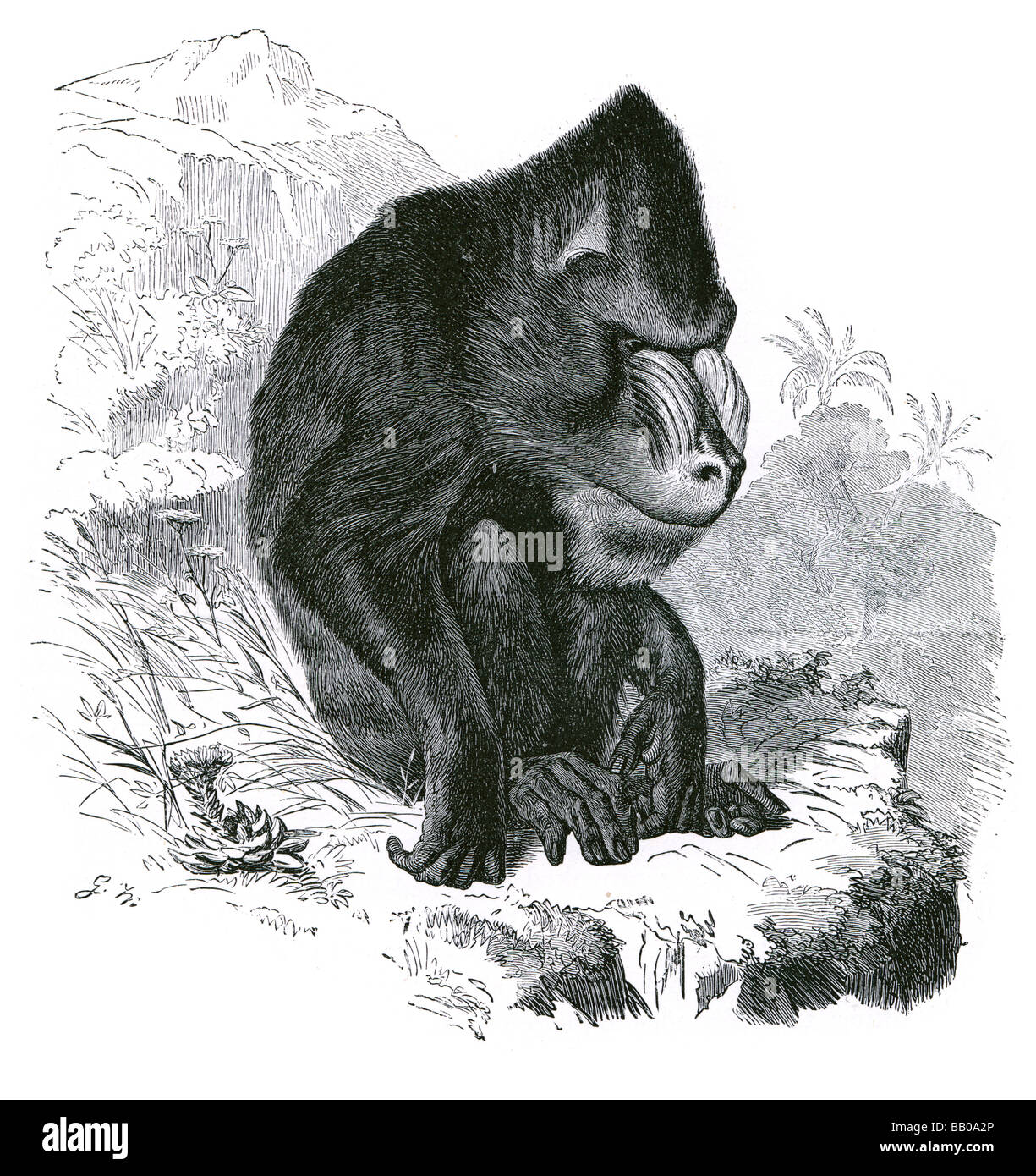 the mandrill Mandrillus sphinx primate Cercopithecidae Drill Papio