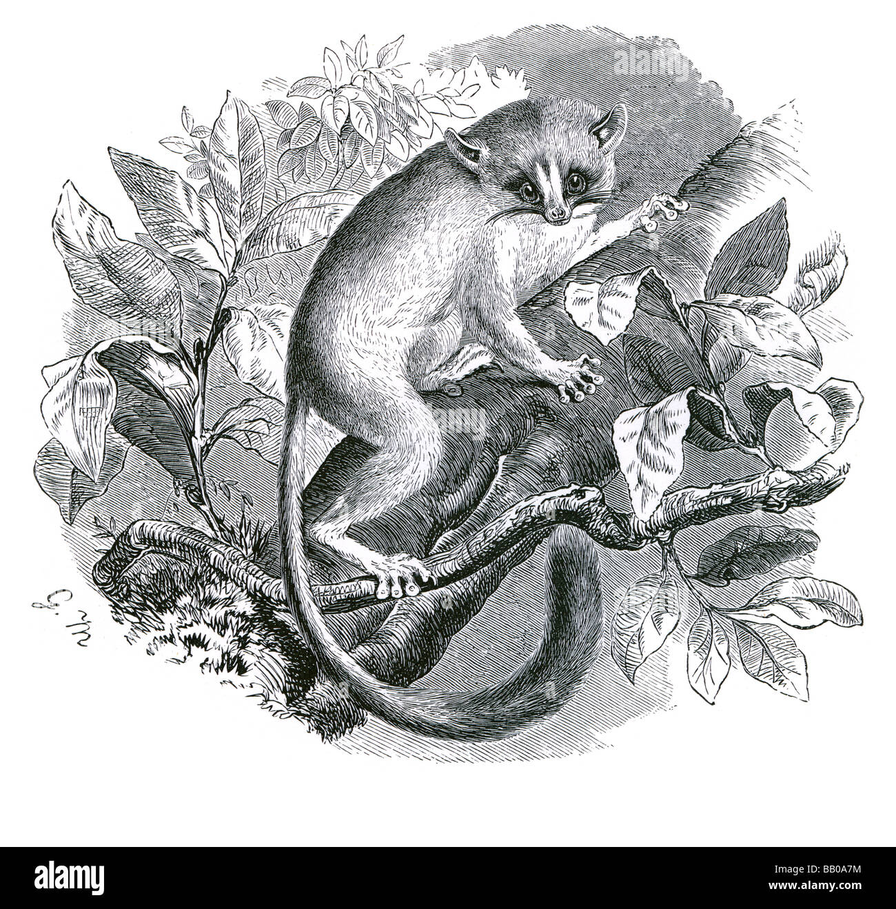 the murine mouse lemur Lemuridae Lemuriformes primate strepsirrhines lemures wailing cries reflective eyes lemuriform catta flyi Stock Photo